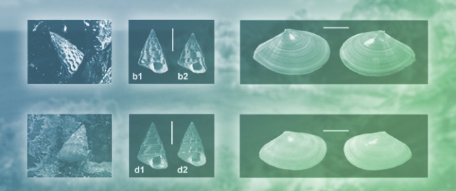 New Records of Marine Mollusca from the Culuccia Peninsula (NW Sardinia, Italy)