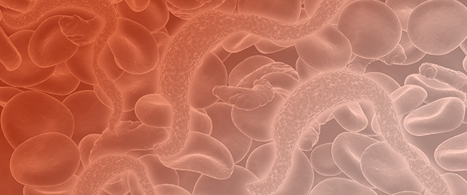 Feline Parasitic Infections, Risk Factors, and Their Association with Parasitic Treatment in Mexico