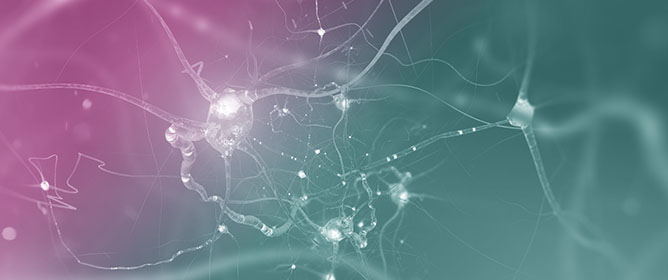 Effects of Endocrine-Disrupting Chemicals in the Brain: The Example of Neurodevelopment Alterations upon Exposure In Utero to Synthetic Sex Hormones