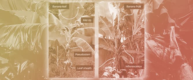 Cellulose-Based Biopolymers from Banana Pseudostem Waste: Innovations for Sustainable Bioplastics