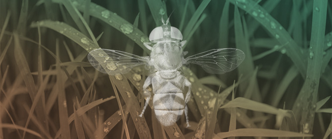 Description of the Puparium of <em>Eumerus vestitus</em> Bezzi, 1912 (Diptera: Syrphidae) Reared from Supermarket Plums in Israel