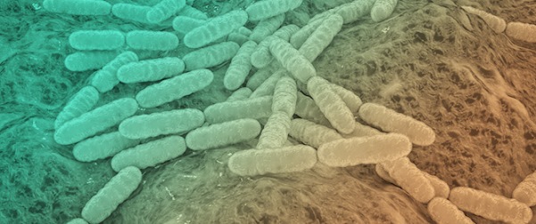 Probiotic Potential of <em>Pediococcus acidilactici</em> SWP-CGPA01: Alleviating Antibiotic-Induced Diarrhea and Restoring Hippocampal BDNF