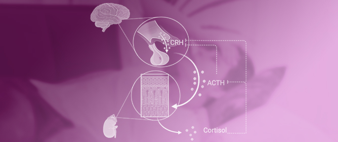 Chronic Stress and Autoimmunity: The Role of HPA Axis and Cortisol Dysregulation