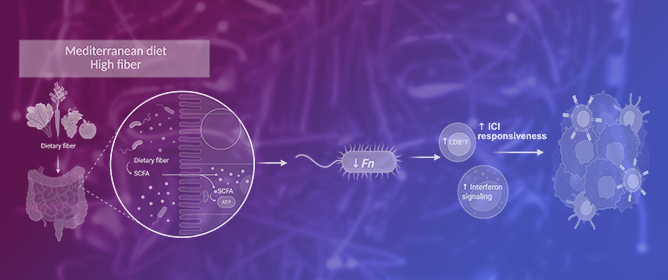 Fusobacterium Nucleatum in Colorectal Cancer: Relationship Among Immune Modulation, Potential Biomarkers and Therapeutic Implications