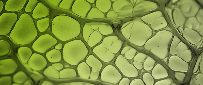 State of the Art and Recent Advances on Ester and Ether Derivatives of Polysaccharides from Lignocellulose: Production and Technological Applications