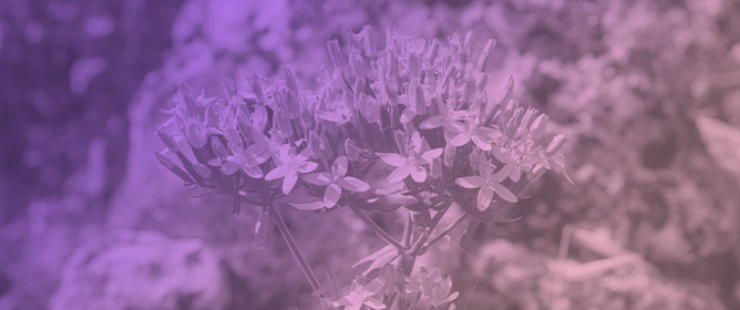 In Vitro and in Vivo Efficacy of Different Ointment Formulations Containing <em>Centaurium erythraea Rafn</em>. Aerial Extract