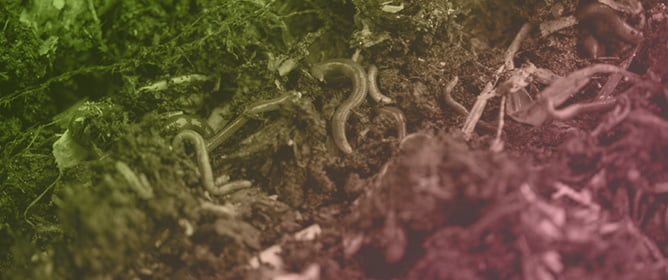 Influence of Vermicompost Tea on Metabolic Profile of <em>Diplotaxis muralis</em>: An NMR Spectroscopic Analysis