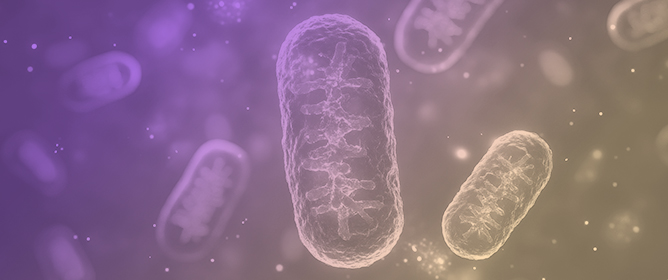 Redox Signalling in Cardiovascular Disease: Links to Inflammation, Mitochondrial Dysfunction and Autophagy