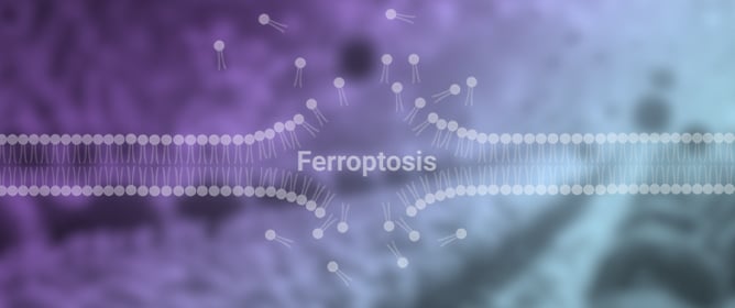 Ferroptosis in Human Diseases: Fundamental Roles and Emerging Therapeutic Perspectives