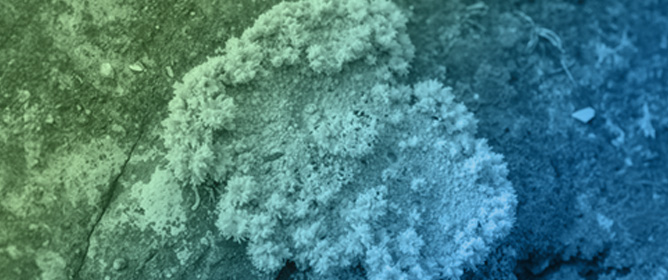 Microplastics in Lichen Thalli: A Photo or a Movie of Local Atmospheric Deposition?