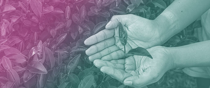 Promising, but Not Completely Conclusive&mdash;The Effect of <span style="font-variant: small-caps;">l</span>-Theanine on Cognitive Performance Based on the Systematic Review and Meta-Analysis of Randomized Placebo-Controlled Clinical Trials