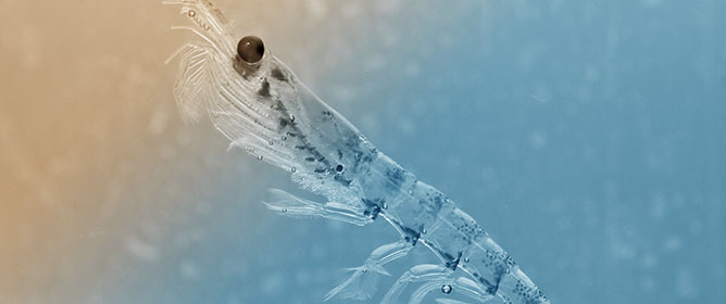 Hemispherical Distribution of Antarctic Krill Indicates High Abundance in Amundsen Sea