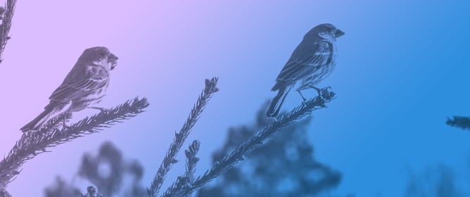 Diversity and Origin of Quill Mites Parasitising the True Finches