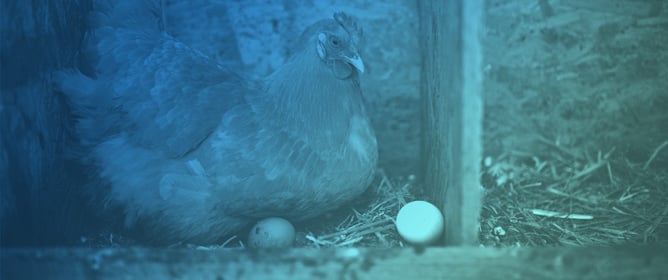 Feed Intake-Regulating Peptides in the Gut&ndash;Brain Axis of Laying Hens Housed Under Different Egg Production