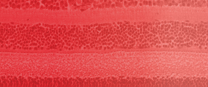 Optogenetics as a Novel Therapeutic Approach for Ocular Disease