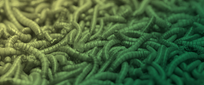 Lysine and Isoleucine as Limiting Amino Acids for Mealworm