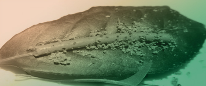 Predation Pressure on Kenyan Tea Planatations