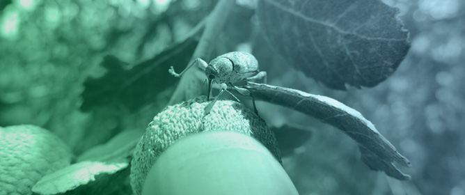 How Mediterranean Oaks Defend Their Acorns from Insect Seed Predators