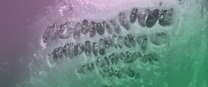 Extraction Methods for Annual Bluegrass Weevil Larval Populations