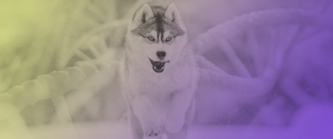 Breeding Selection for U.S. Siberian Huskies Has Altered Genes Regulating Metabolism, Endurance, Development, Body Conformation, Immune Function, and Behavior