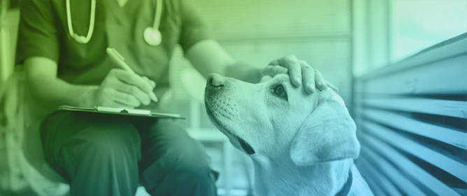 Review of the Use of Pre-Visit Pharmaceuticals for Reducing Fear-Related Behaviours in Dogs