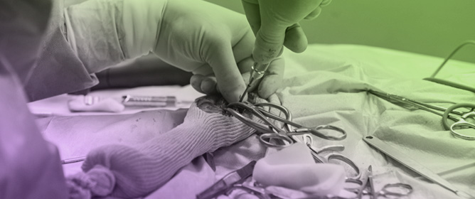 Myocutaneous Flaps and Muscle Flaps for Management of Limbs&rsquo; Defects in Dogs and Cats: A Review