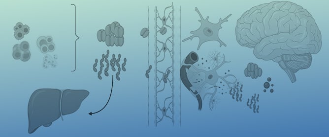 Immune and Inflammatory Biomarkers in Mood Disorders