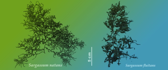 Characterization of Alginate from Drifted Pelagic <em>Sargassum natans</em> and <em>Sargassum fluitans</em> Along the Moroccan Atlantic Coast