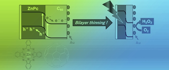 Efficient Photocathode of an Ultrathin Organic p-n Bilayer Comprising p-Type Zinc Phthalocyanine and n-Type Fullerene for Hydrogen Peroxide Production