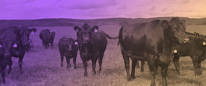 Investigating Supplementation with <em>Asparagopsis taxiformis</em> in Mineral to Reduce Enteric Methane from Grazing Cattle