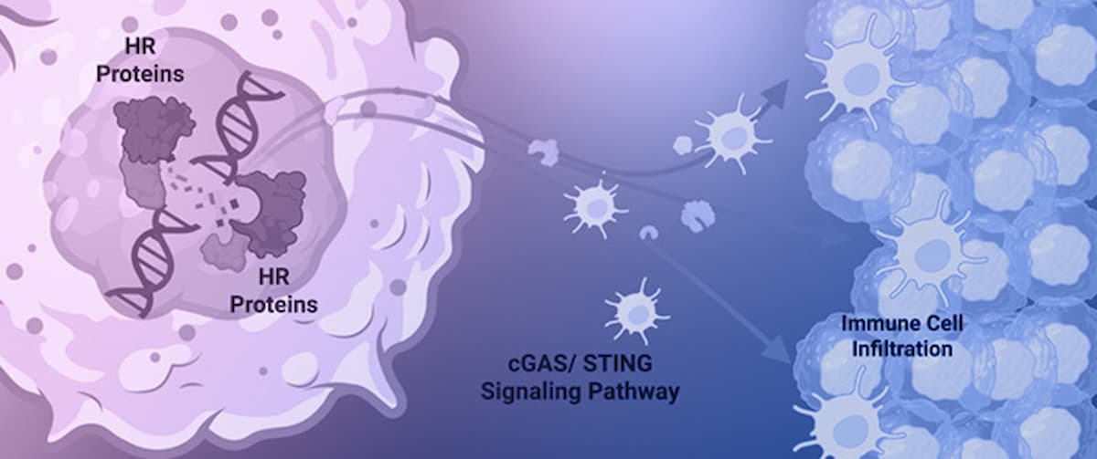 Homologous Recombination Is Associated with Enhanced Anti-Tumor Innate Immunity and Favorable Prognosis in Head and Neck Cancer
