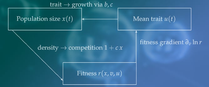 Global Dynamics and Bifurcation of an Evolutionary Beverton-Holt Model with the Allee Effect