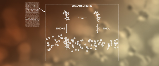 Ergothioneine Thione Spontaneously Binds to and Detaches from the Membrane Interphase