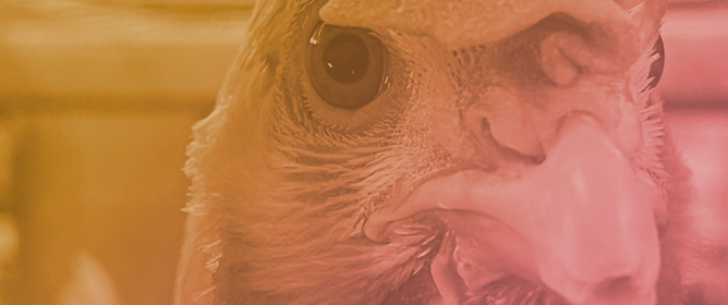 Influence of Dietary Non-Essential Amino Acids to Lysine Ratio on Egg Performance and Body Composition of Brown-Egg Layers from 20 to 35 Weeks of Age