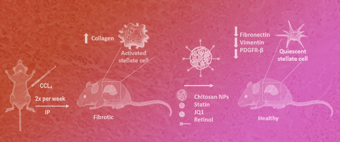 Improving Targeted Liver Fibrosis Therapy: Evaluating Retinol-Modified Nanoparticles for Targeting Activated Hepatic Stellate Cells (aHSC) and Assessing Atorvastatin- and JQ1-Loaded Nanoparticles for Effective Deactivation of aHSC