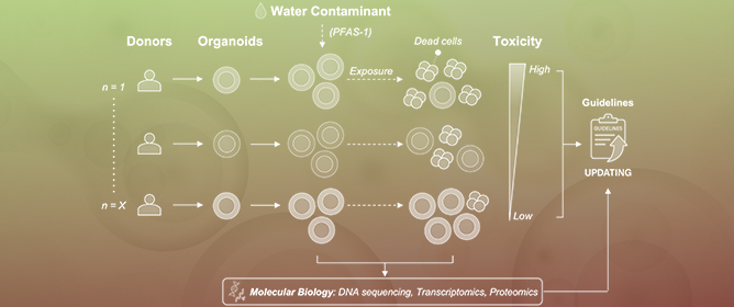 Organoids as a Tool for Assessing Drinking Water Safety and Guidelines Relevance