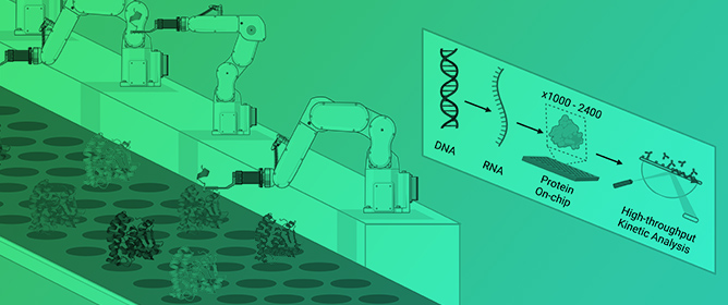 Cell-Free Protein Synthesis on SPR Chips Detects Binding Missed by Endpoint Assay