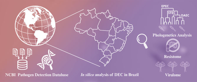 Genomic Mapping of Brazilian <em>Escherichia coli</em>: Characterizing Shiga Toxin-Producing, Enteropathogenic, and Diffusely Adherent Strains Using an In Silico Approach