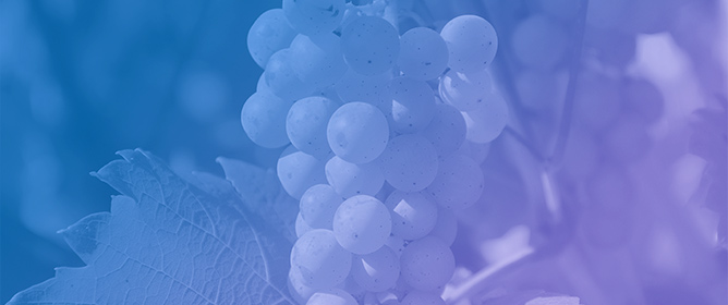 Integrating Soil Diagnostics and Life Cycle Assessment to Enhance Vineyard Sustainability on a Volcanic Island (Tenerife, Spain)