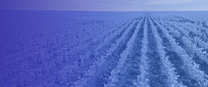 Early-Season Field Reference Dataset of Croplands in a Consolidated Agricultural Frontier in the Brazilian Cerrado