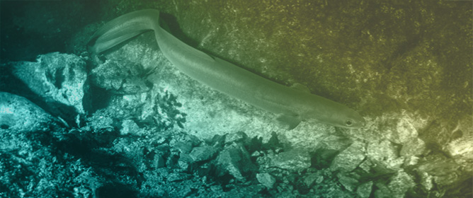 Food, Growth and Biological Production of the European Eel, <em>Anguilla anguilla</em>, in a Small Stream in Jutland, Denmark