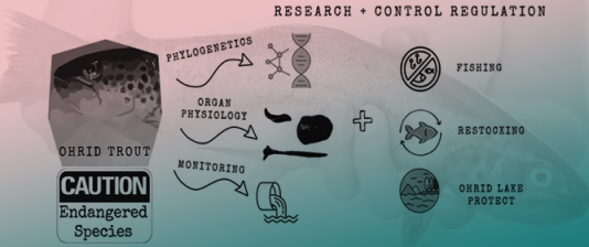 The Ohrid Trout: A Neglected Living Fossil