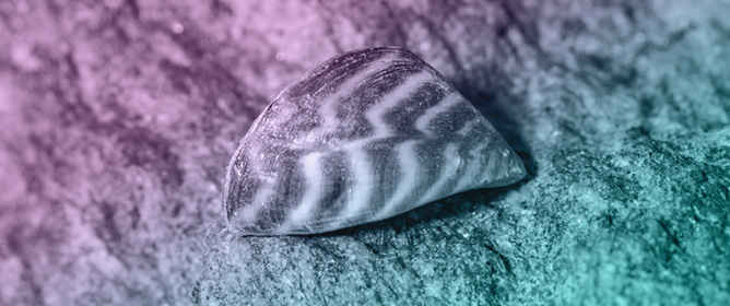 eDNA Surveillance of Zebra Mussels (<em>Dreissena polymorpha</em>) in Georgia: A Model for Early Detection and Public Engagement