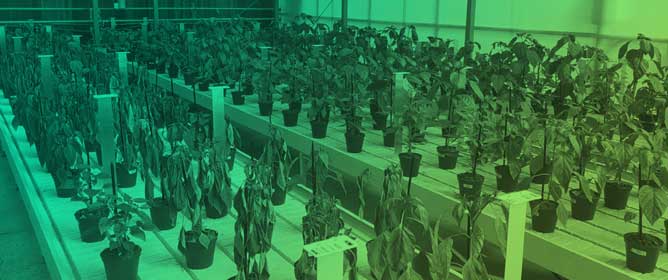 Leveraging Multispectral and 3D Phenotyping to Determine Morpho-Physiological Changes in Peppers Under Increasing Drought Stress Levels