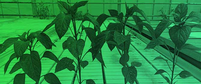 Effect of Peat-Zeolite Substrates Used During Seedling Cultivation on the Growth, Physiology, and Yield of Sweet Peppers