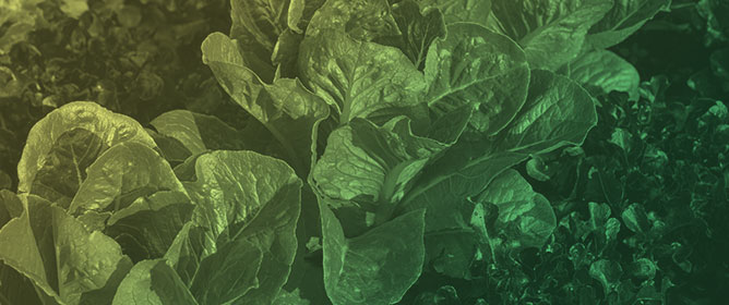 Growth and Photosynthetic Responses of <em>Lactuca sativa</em> L. to Different Zinc Fertilizer Sources and Applications