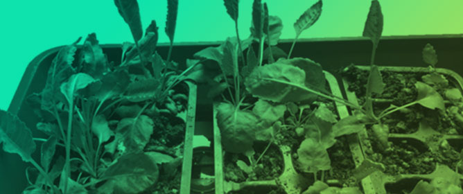 Optimizing Micropropagation of <em>Tanacetum balsamita</em> L.: A Machine Learning Approach to Compare Semisolid Media and Temporary Immersion System