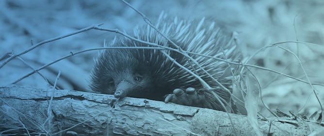 Evolution of the Jawed Vertebrate (Gnathostomata) Stomach Through Gene Repertoire Loss: Findings from Agastric Species