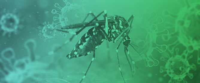 Mimicry in the Bite: Shared Sequences Between <em>Aedes aegypti</em> Salivary Proteins and Human Proteins