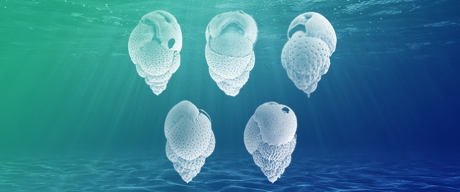 First Identification of the Alien Species <em>Mimosina affinis</em> Millet, 1900, in the Tyrrhenian Sea